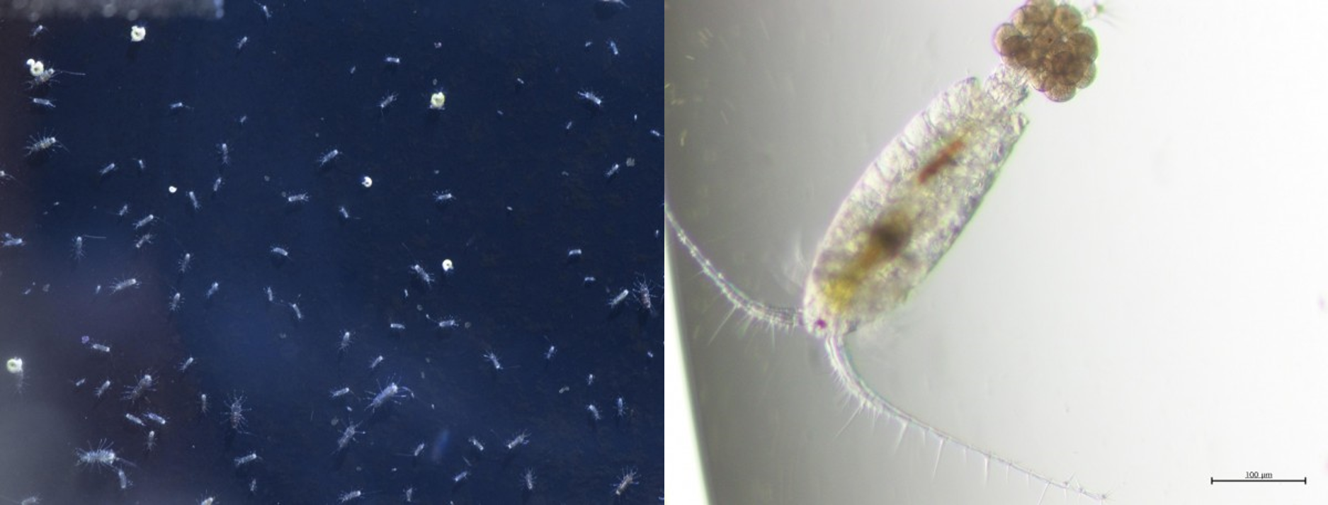 pictures of copepods